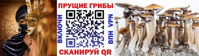 Галлюциногенные грибы GOLDEN TEACHER Псков
